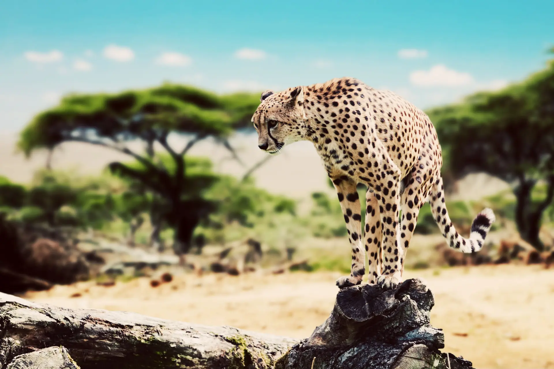 Safari met kinderen
