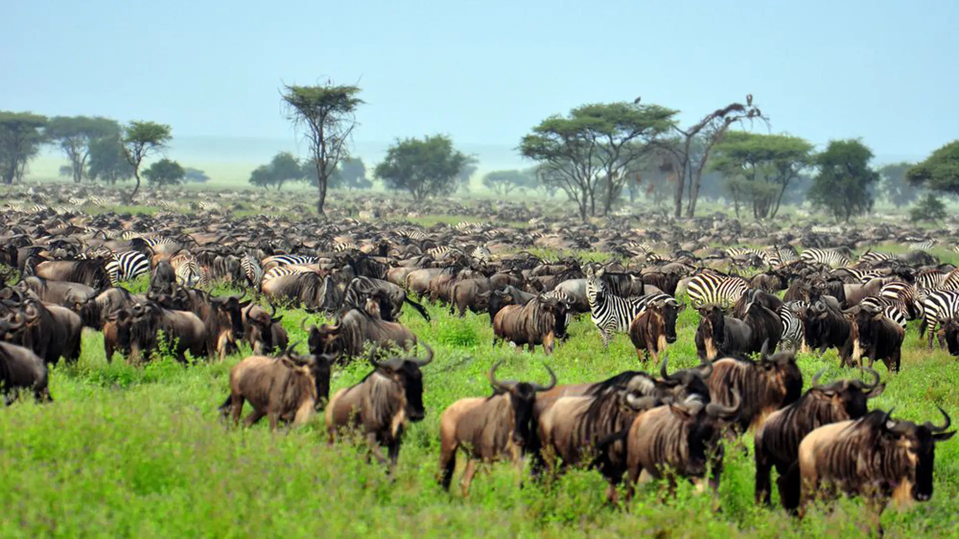 Safari in Tanzania