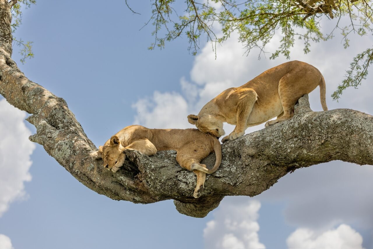 Budget safari in Tanzania