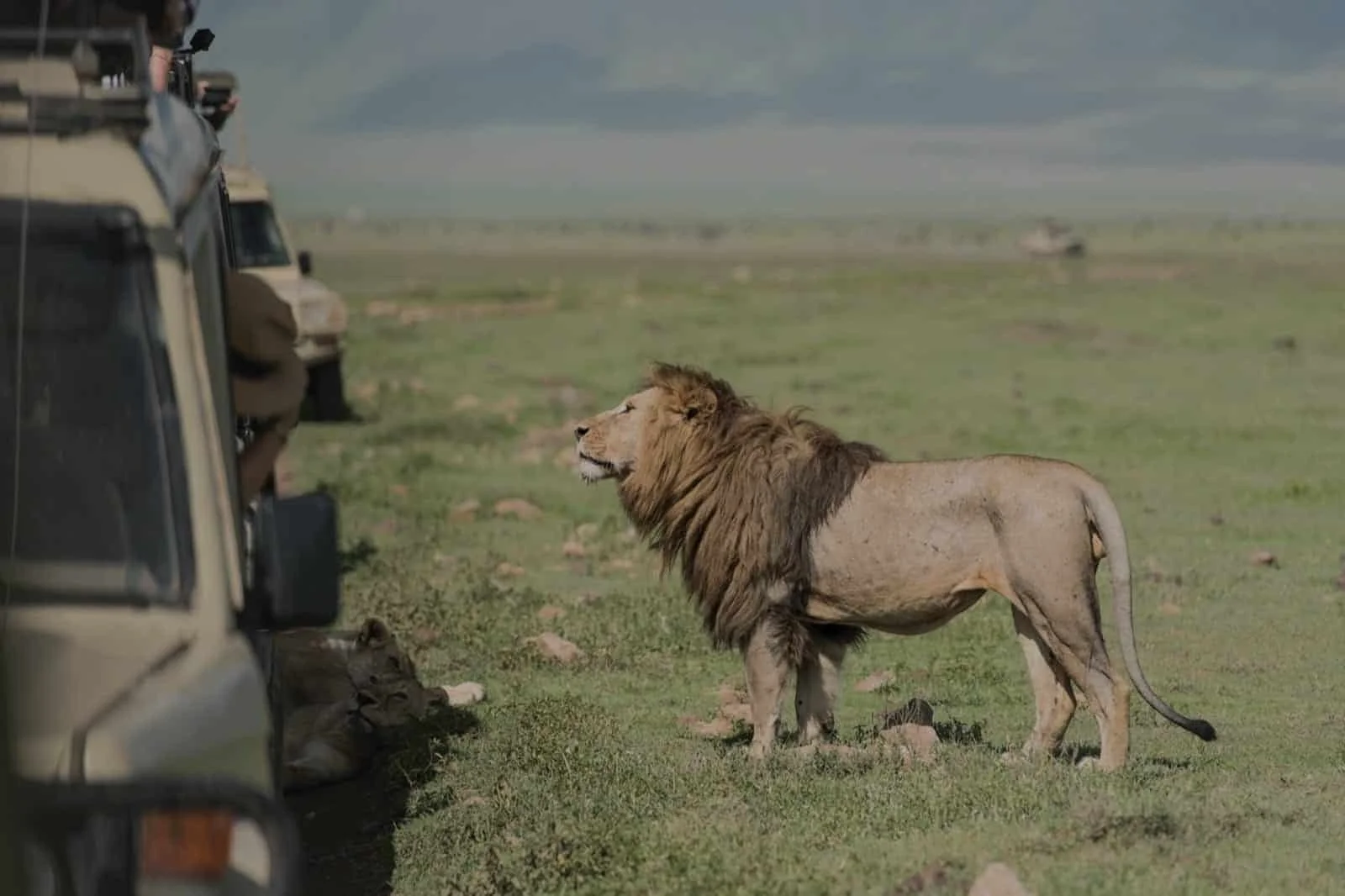 Safari in Tansania